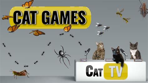 cat videos bugs|Ultimate Bugs & Butterflies Compilation .